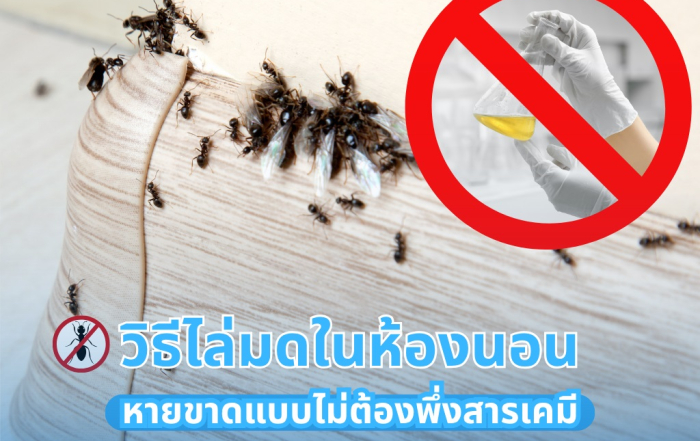 วิธีไล่มดในห้องนอน