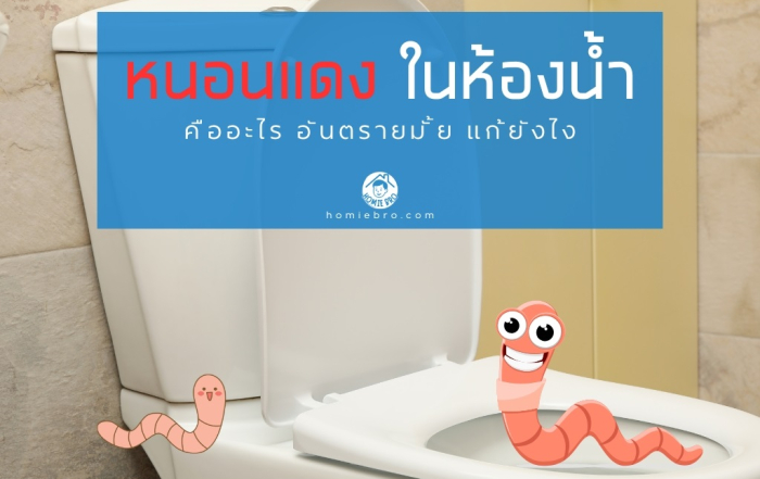 หนอนแดง ในห้องน้ำ